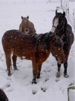Remus Horses in Winter