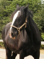Guinness at Remus Horse Sanctuary