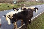 Abandoned Horses