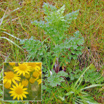 Ragwort