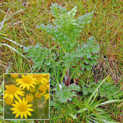 is ragwort poisonous to dogs