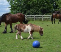 Animals at Play