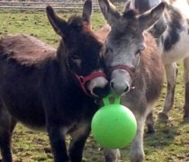 Donkeys