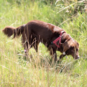 dog-shows-image