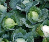 Cabbages for Remus