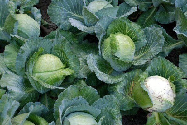 Cabbages for Remus