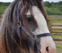 Bracken, a brown and white horse