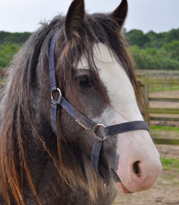 Bracken, a brown and white horse