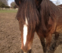 Dolly 2 Sponsored Horse at Remus