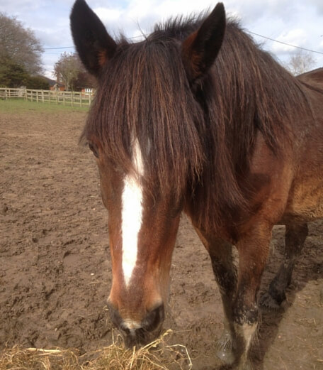 Dolly 2 Sponsored Horse at Remus