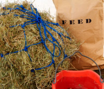 Feed a Tethered Horse
