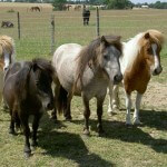 Remus The Shets