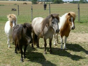 The four Shetlands at Remus Horse Sanctuary