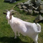 Remus Tony Goat