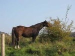 Herbs for Horses