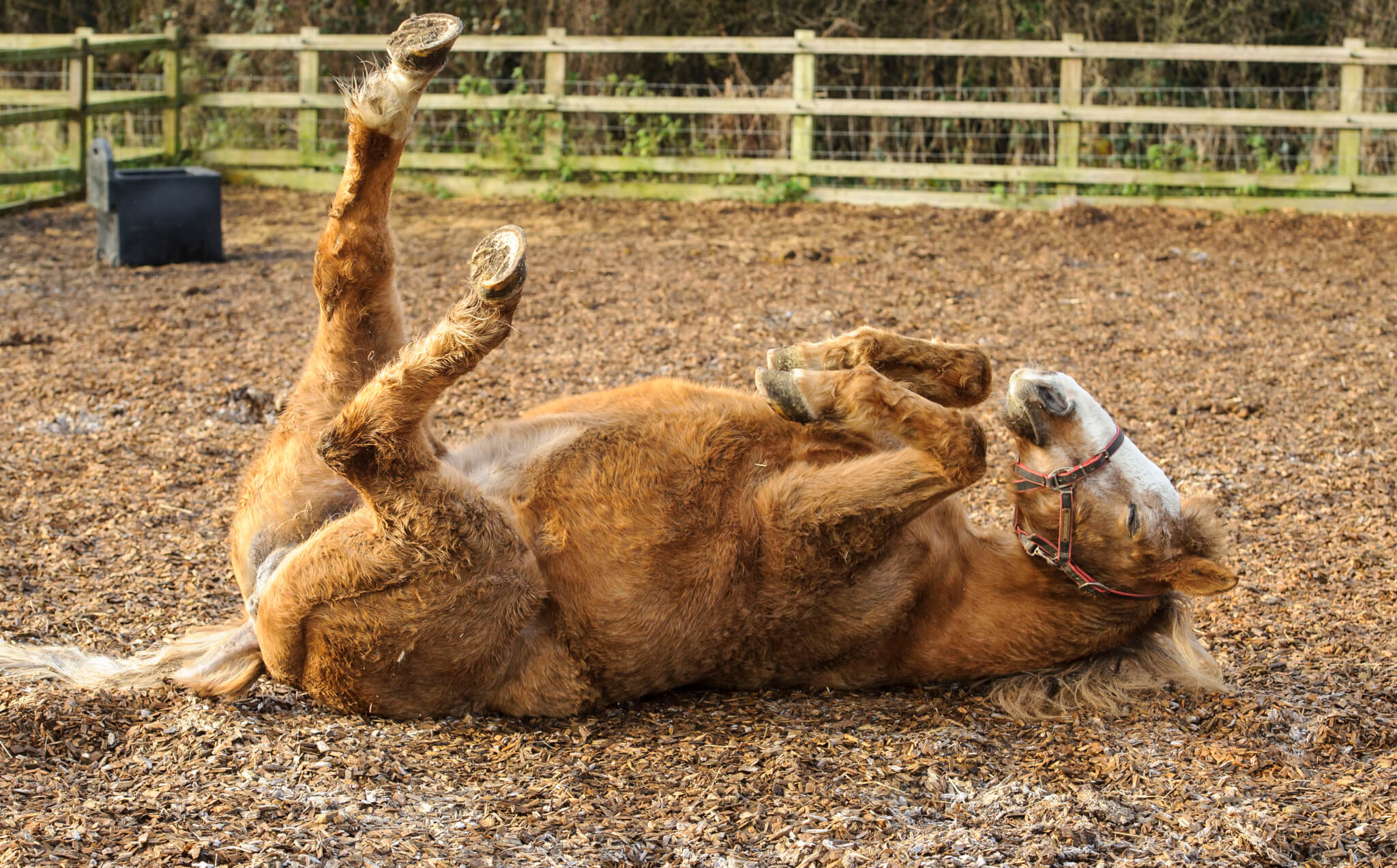 Worlds Oldest Horse at Remus Horse Sanctuary Remus Horse