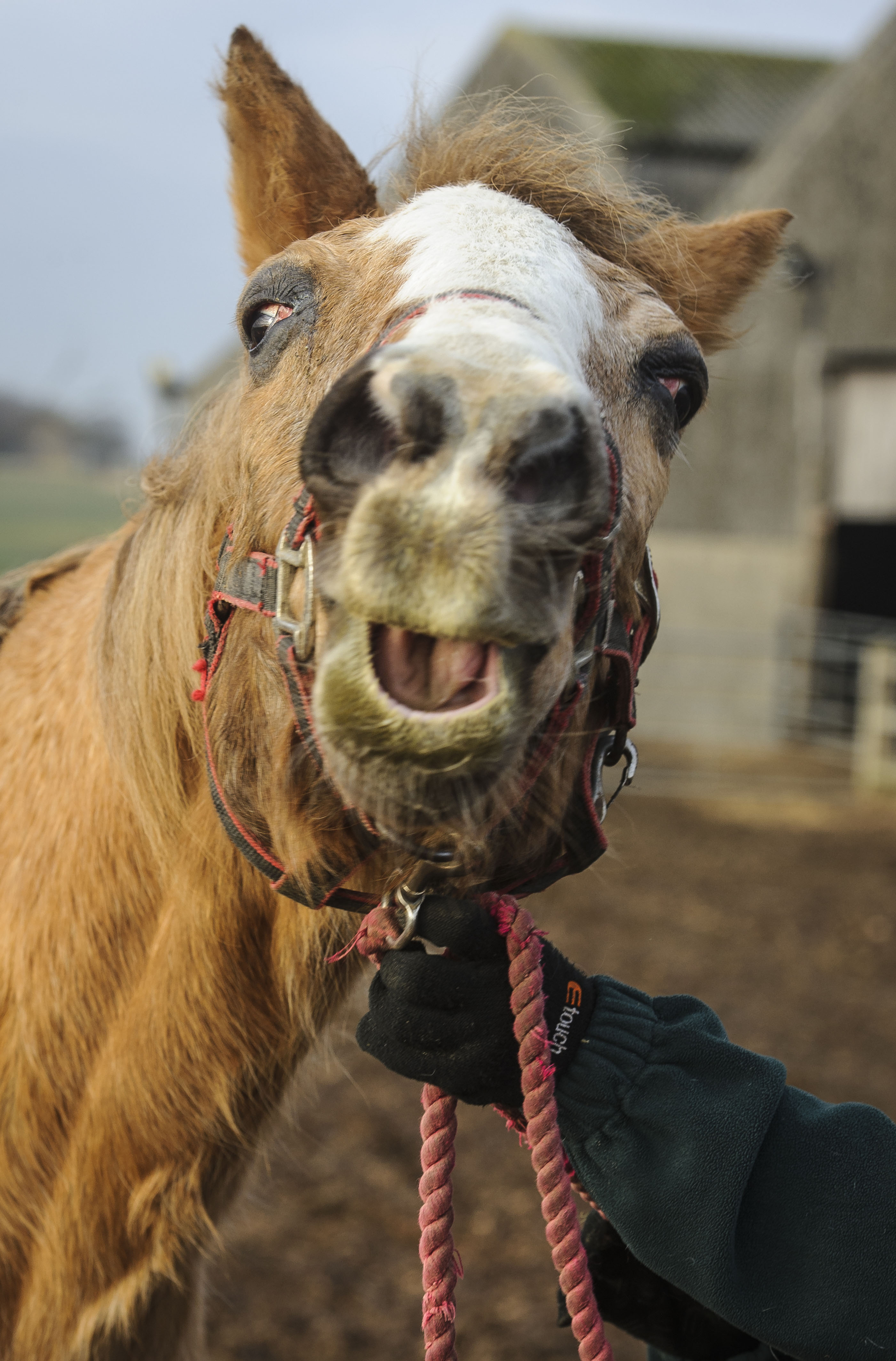 Worlds Oldest Horse Dies At Age Fifty - Remus Horse Sanctuary