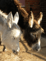 Coco and William at Remus Horse Sanctuary