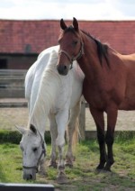 Equine Horses at Remus