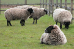 Remus Sheep