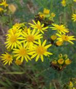 Ragwort Stem and Flower