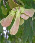 Sycamore Seeds