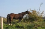 Herbs for Horses Welsh Pony