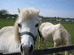 Remus Horse Sanctuary Events