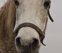 Scotty at Remus Horse Sanctuary