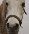 Scotty at Remus Horse Sanctuary