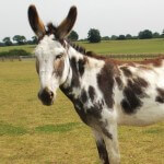 Sponsor Harvey animal at Remus Horse Sanctuary
