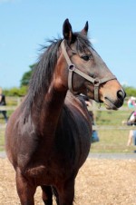 Adult Pony Day at Remus