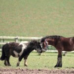 Charlie & Dante at Remus Horse Sanctuary