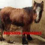 Mission Possible at Remus Horse Sanctuary