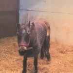 Tiny Tim at Remus Horse Sanctuary