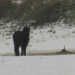 Remus Winter Feed Appeal Tethered Horse