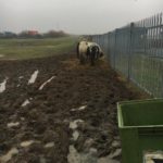 Horse Welfare Crisis