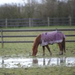 Horse in wet muddy field