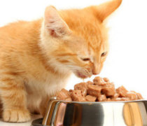 cat food