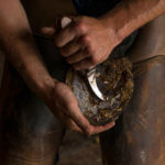 Farrier foot trim