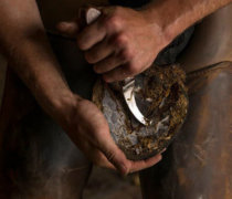 Farrier foot trim