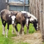 Rescued foals