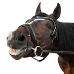 lead rope and headcollar