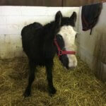 Rescue Foal Jake