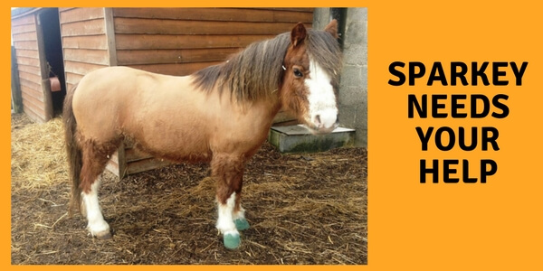 Remus Memorial Horse Sanctuary