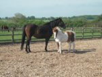 Horses together