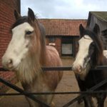 Holly and Bracken together