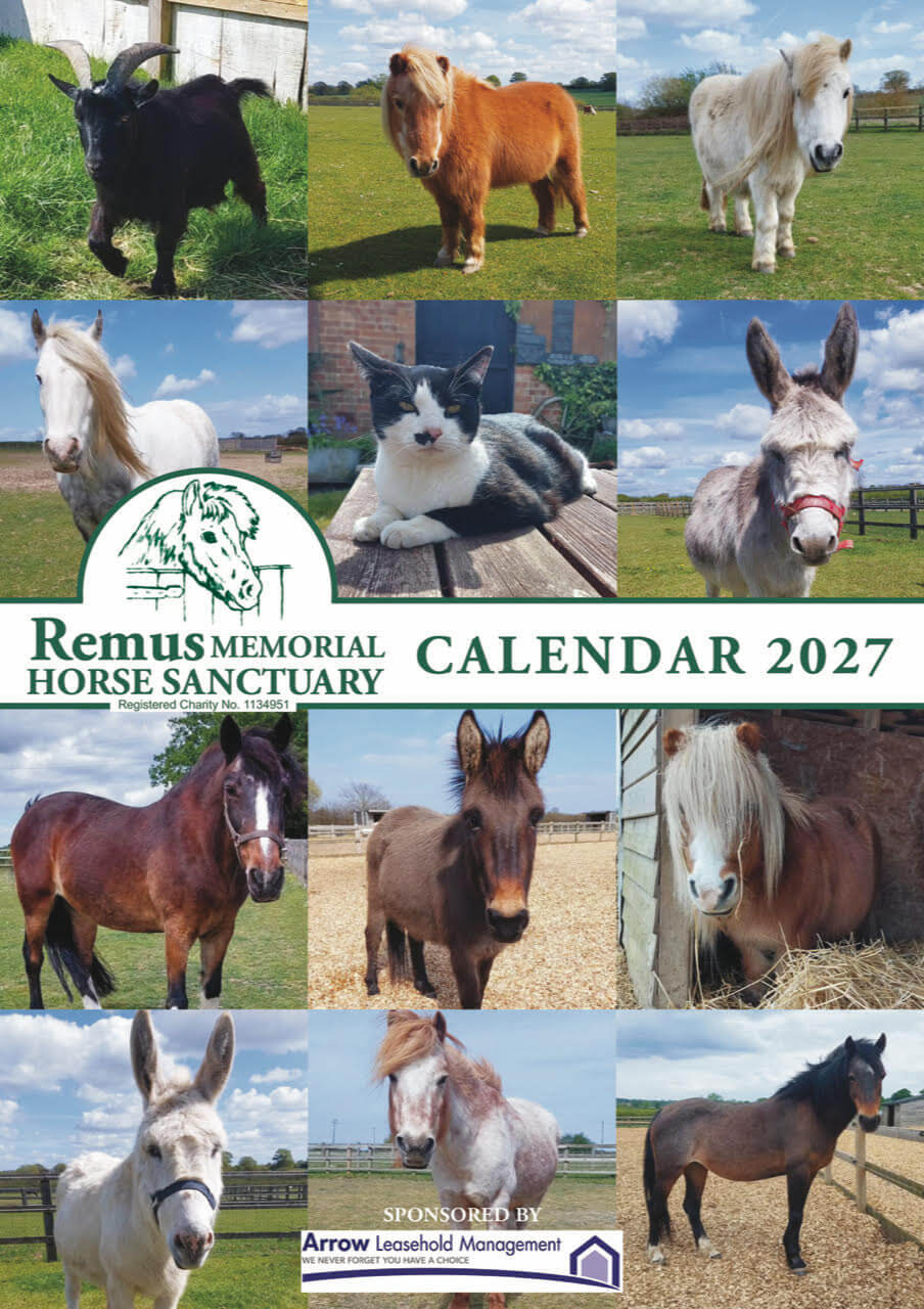 Remus Horse Sanctuary Charity Wall Calendar 2027