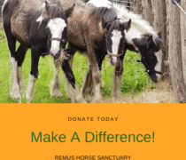 Three foals grazing, above a heading of Make a Difference.