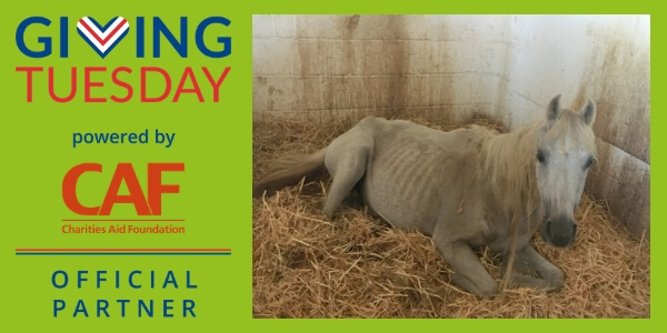Remus Memorial Horse Sanctuary